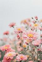 Pink flowers in a field with a blurry background photo
