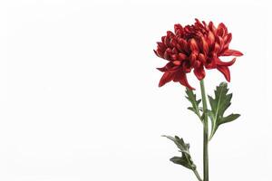 A single red flower is in front of a white background photo