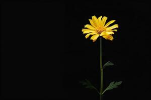 A single yellow flower is standing in front of a black background photo