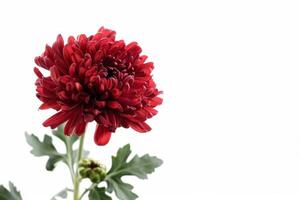 A red flower is shown in front of a white background photo