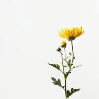 A yellow flower is in a vase against a white background photo