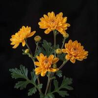 A bouquet of yellow chrysanthemums on a black background photo