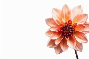 A single pink flower is shown on a white background photo
