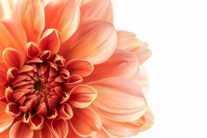 An orange flower is shown in this image photo