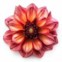 A large red and orange flower on a white background photo