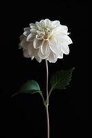 A white dahlia flower is shown against a black background photo