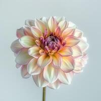 A single pink and white dahlia flower photo