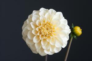 A white dahlia flower is shown against a dark background photo