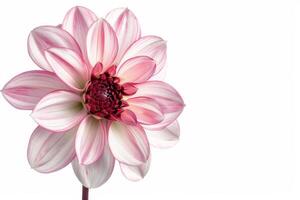 A single pink flower is shown against a white background photo