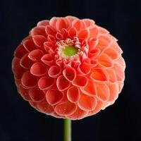A large orange flower with a green center photo