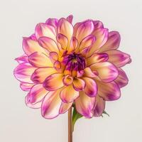 A purple and yellow dahlia flower on a white background photo