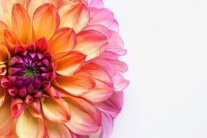 A large flower with a yellow center and pink petals photo