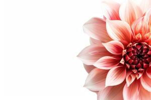 A large pink flower is shown on a white background photo