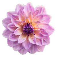 A large purple flower is shown in the center of the image photo