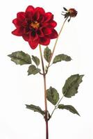 A red flower is on a stem with leaves photo