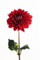 A red flower is shown in front of a white background photo