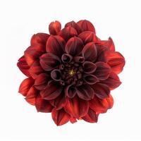 A red and black flower on a white background photo