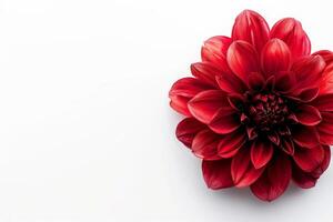A red flower is shown on a white background photo