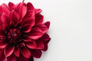 Red dahlia flower on white background photo