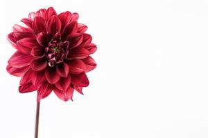 A red flower is shown against a white background photo