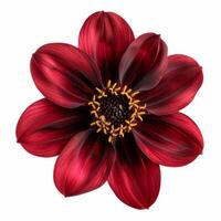 A red flower with black petals on a white background photo