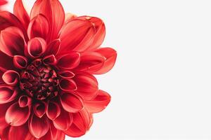A red flower is shown in front of a white background photo