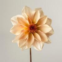 A single orange dahlia flower on a stem photo