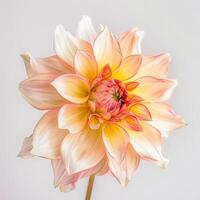 A single pink and white dahlia flower photo