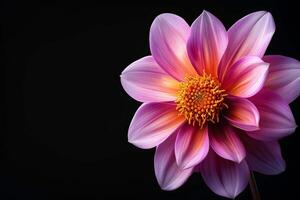 A single pink flower is shown on a black background photo