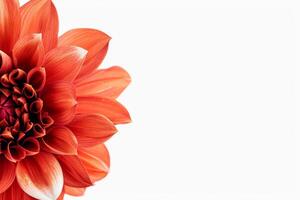 A large red flower is shown in the center of the frame photo