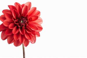 A red flower is shown against a white background photo