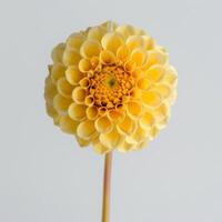 A yellow dahlia flower on a white background photo