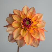 A close up of a dahlia flower with a white background photo