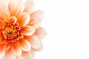 An orange flower is shown on a white background photo