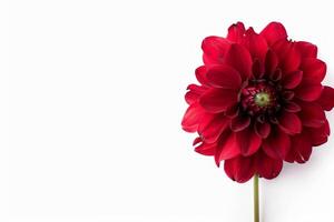 A red flower is shown on a white background photo