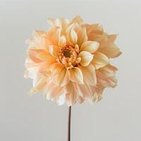 A single orange flower is on a stem photo