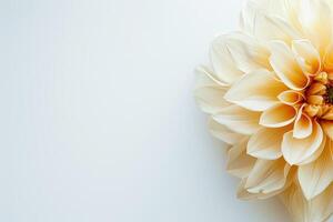 A large yellow flower on a white background photo