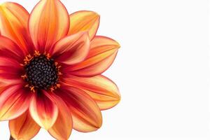 A large orange flower with a yellow center photo