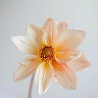 A single flower is in a vase photo