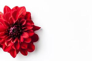 Red flower on white background photo