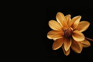 A single yellow flower is shown against a black background photo
