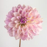 A large pink flower is shown in front of a white background photo