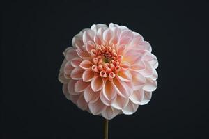 A single pink flower is shown against a black background photo