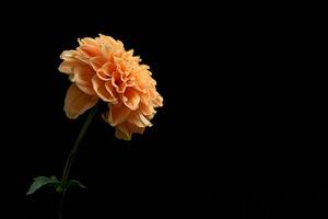 Orange dahlia flower on black background photo