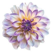 A purple and white dahlia flower on a white background photo