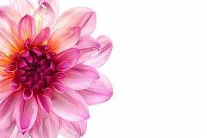 A pink flower is shown in the center of the image photo