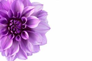 Purple dahlia flower on white background photo