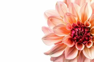 A large pink flower is shown on a white background photo