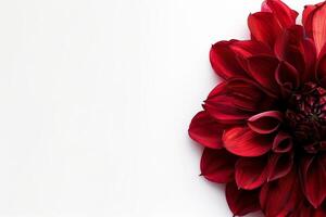 A red flower is shown on a white background photo