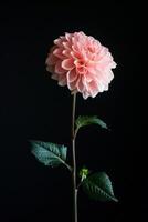 A single pink flower is shown against a black background photo